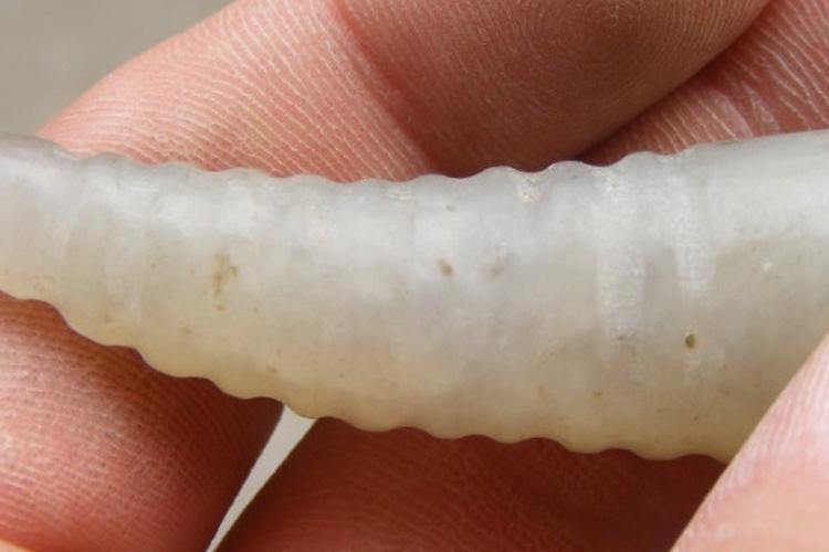 Tasbih Natural horn with wolf teeth - Bashatasbih